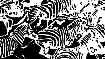 Bild Zebras von Uli Aschenborn